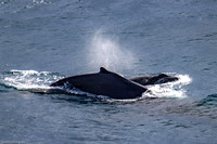 Whales 4 April 2021
