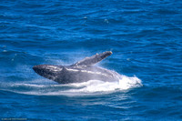 Whale Breaching and slapping 16 Jan 2021